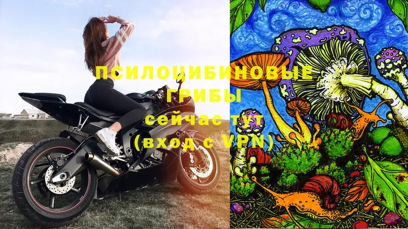 Галлюциногенные грибы Psilocybe  omg ССЫЛКА  Далматово 